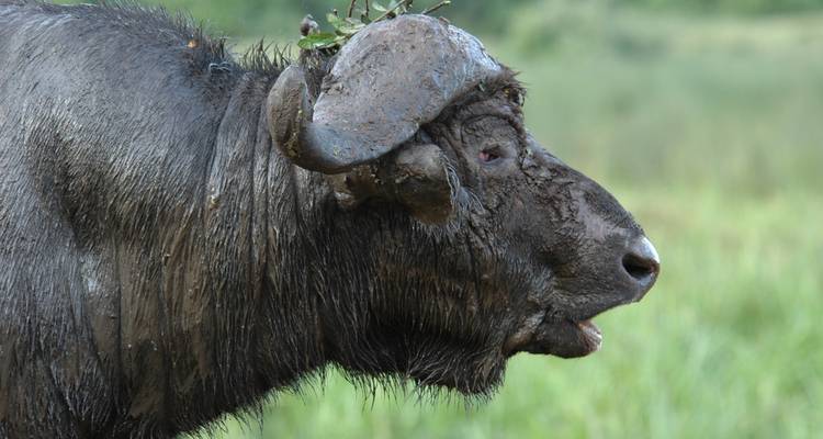 Safari de 4 días por Nairobi y Aberdare - Samson's Safaris 6