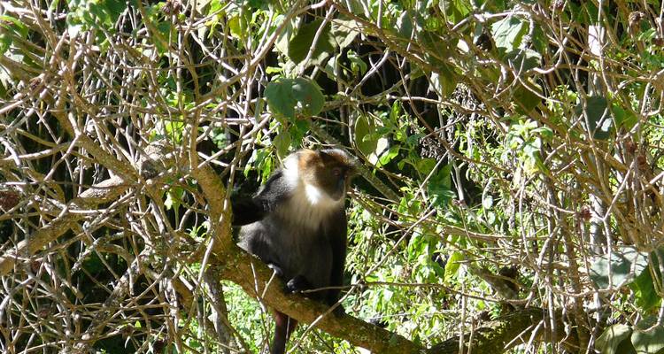 Safari de 4 días por Nairobi y Aberdare - Samson's Safaris 7