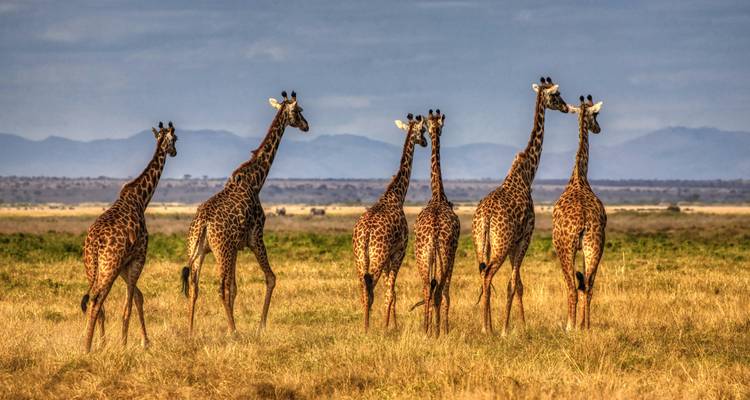 8-Day Kenya Wildebeest Migration Safari - Samson's Safaris 8