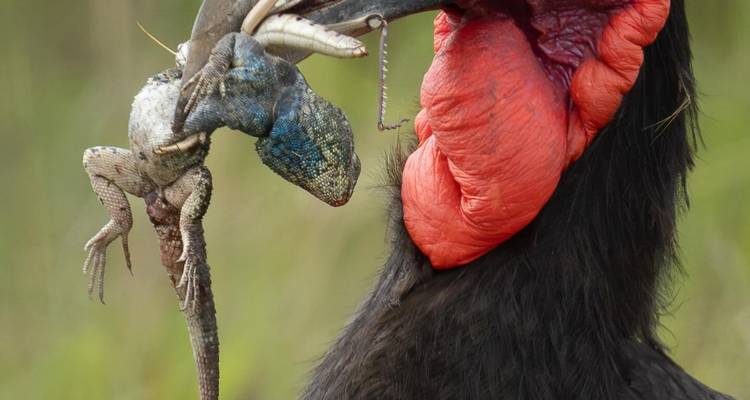 8-Day Kenya Wildebeest Migration Safari - Samson's Safaris 2