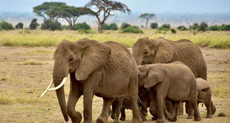 Safari en grupo de 8 días por Kenia - Samson's Safaris 3