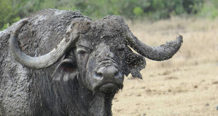 Safari en grupo de 8 días por Kenia - Samson's Safaris 4