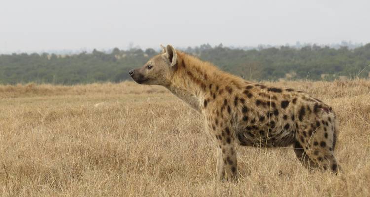 Safari en grupo de 8 días por Kenia - Samson's Safaris 6