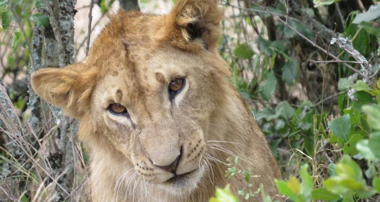 Safari en grupo de 8 días por Kenia - Samson's Safaris 7