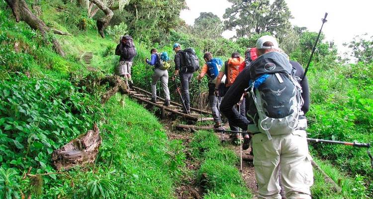 Gruppe von Menschen, die mit Wanderstöcken einen Waldweg hinaufwandern.