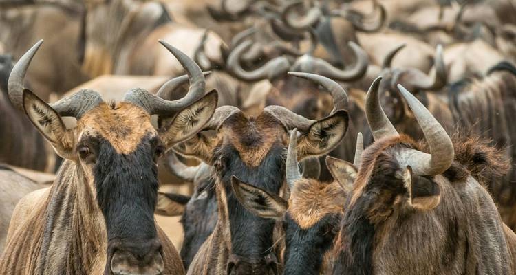 9-Day New York to Nairobi Safari - Samson's Safaris 3