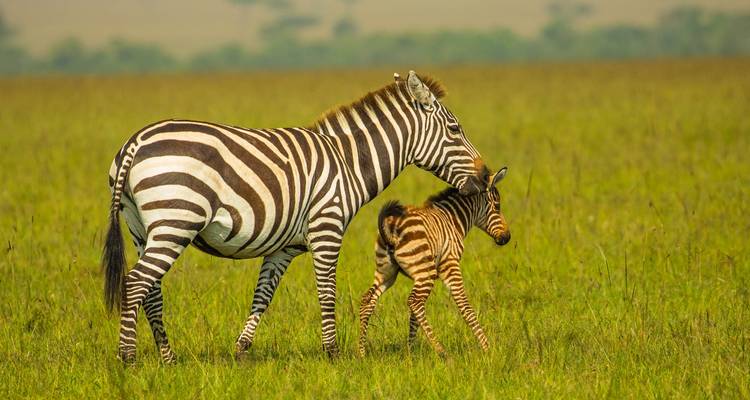 9-Day New York to Nairobi Safari - Samson's Safaris 6