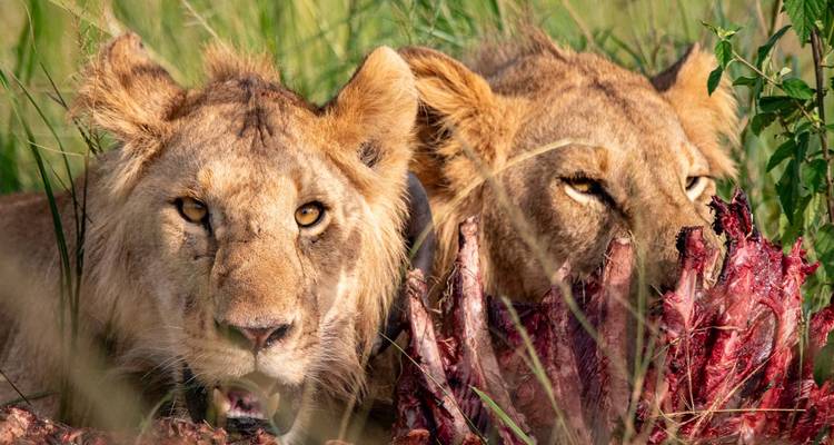 9-Day New York to Nairobi Safari - Samson's Safaris 8