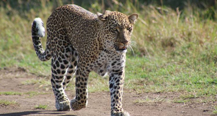 Safari de 3 días en Aberdare - Samson's Safaris 4