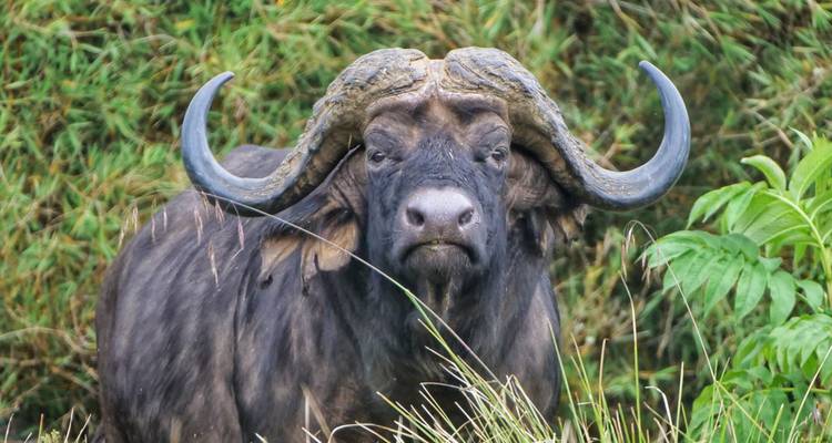 Safari de 3 días en Aberdare - Samson's Safaris 6