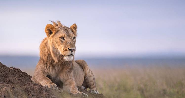 Safari de 10 días en Kenia de luna de miel - Sabana y playa - Samson's Safaris 3