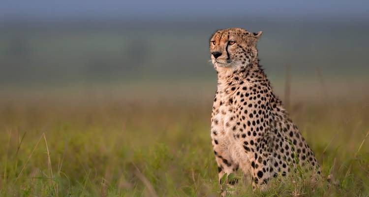 Safari de 10 días en Kenia de luna de miel - Sabana y playa - Samson's Safaris 4