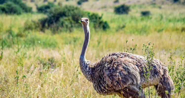 Safari de lujo de 10 días - Samson's Safaris 6