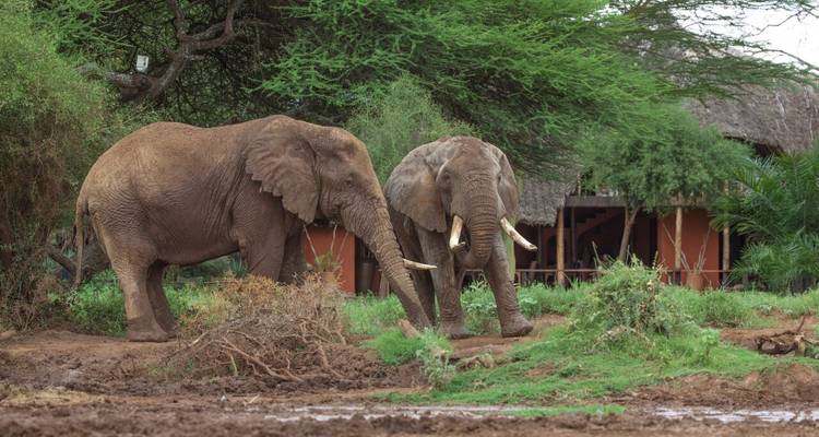 Safari de lujo de 10 días - Samson's Safaris 10