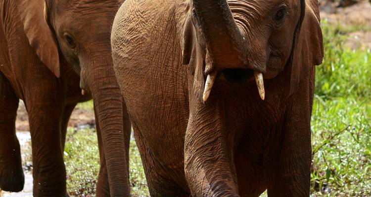 Safari de 10 días por Kenia - Samson's Safaris 6