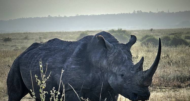 Safari de 10 días por Kenia - Samson's Safaris 10