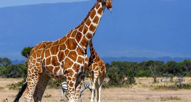 Safari de 10 días por Kenia - Samson's Safaris 9