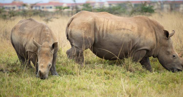 3 Day Nairobi National Park Safari - Samson's Safaris 3