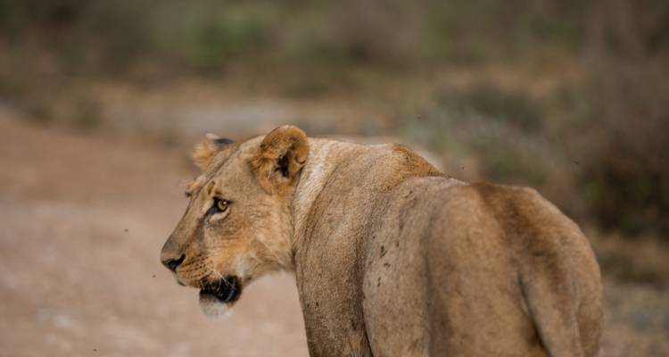 3 Day Nairobi National Park Safari - Samson's Safaris 4