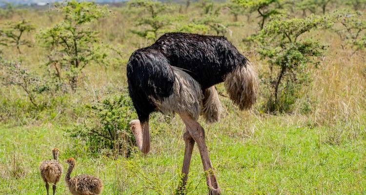 3 Day Nairobi National Park Safari - Samson's Safaris 6