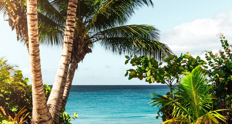 Palmen, die einen Blick auf das Meer umrahmen.