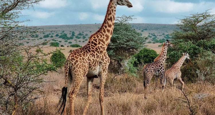 Safari luxueux et magique - 13 jours - Samson's Safaris 8