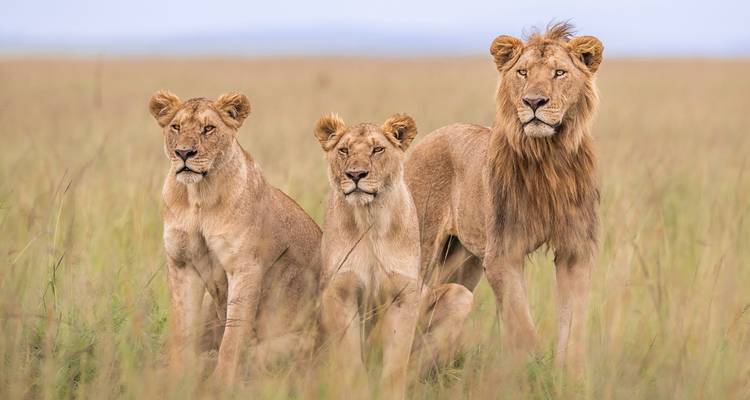 Safari luxueux et magique - 13 jours - Samson's Safaris 1