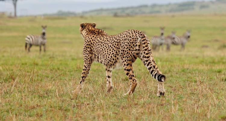 Safari luxueux et magique - 13 jours - Samson's Safaris 6