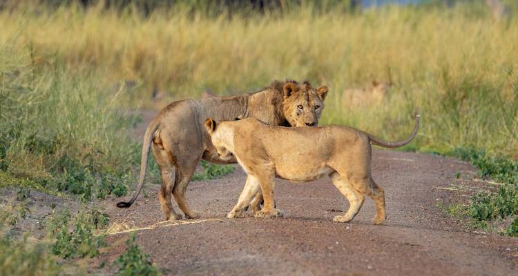 Deux lions debout l'un près de l'autre sur un chemin de terre.