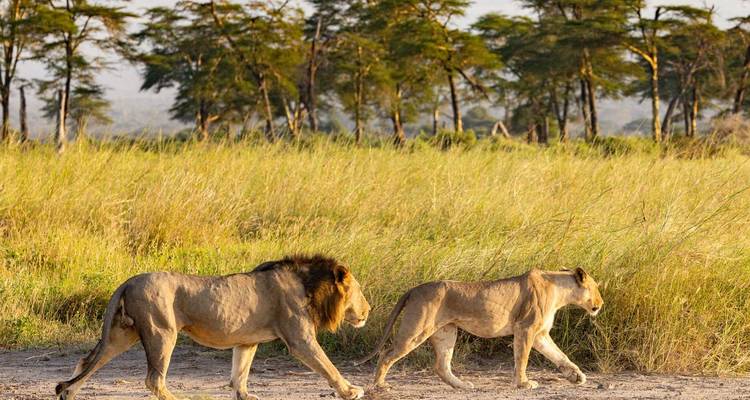 Des lions marchant côte à côte dans la savane.