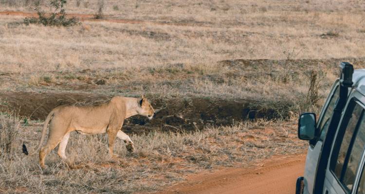 1-Day Tsavo East Safari From Mombasa - Samson's Safaris 1