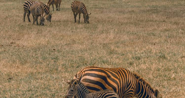 1-Day Tsavo East Safari From Mombasa - Samson's Safaris 4