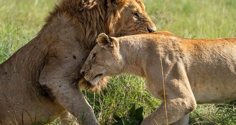 Safari privé dans le Masai Mara - 3 jours - Samson's Safaris 9