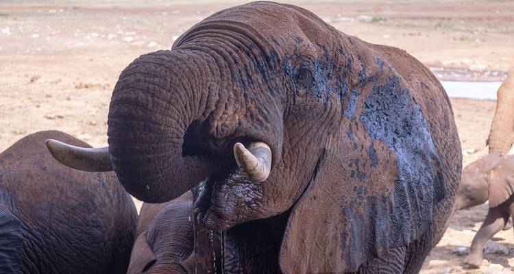 Escapade dans les collines de Taita au départ de Mombasa / Diani - Samson's Safaris 3