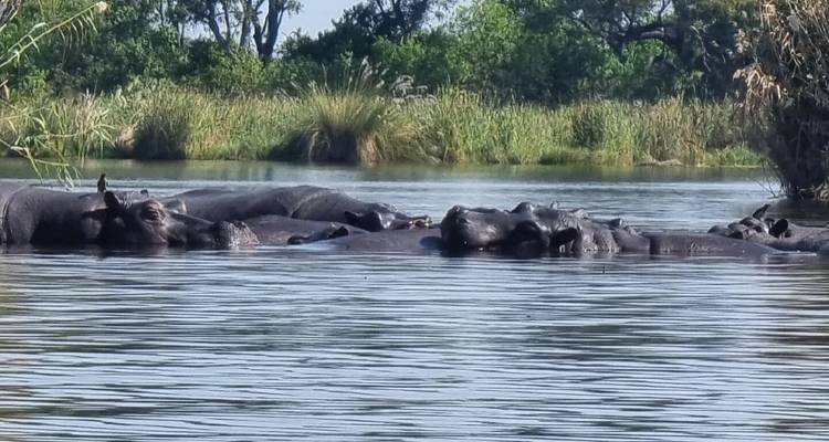 1 Day Okavango Delta Mokoro/Canoe Tour - Kalahari Breeze Safaris 1