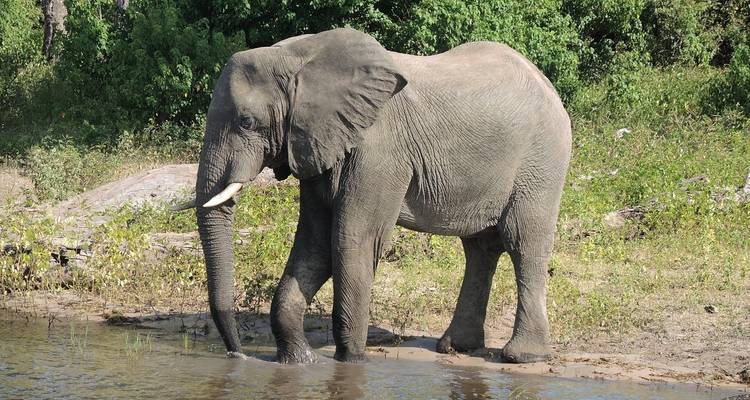 1 Day Okavango Delta Mokoro/Canoe Tour - Kalahari Breeze Safaris 7