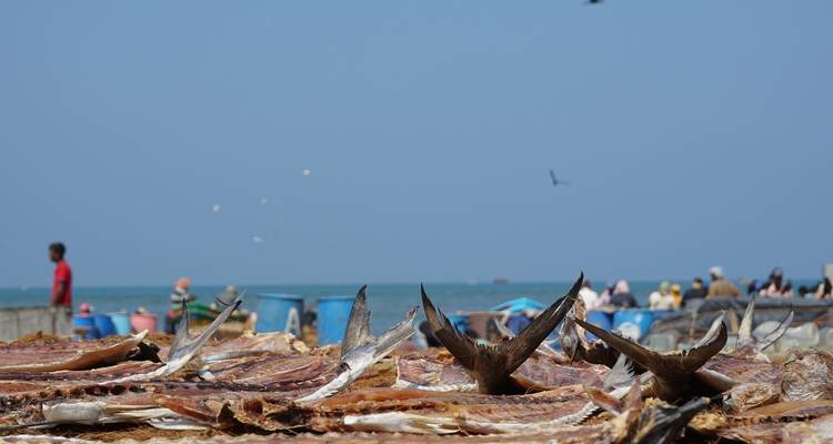Fischschwänze ragen an einem belebten Küstenmarkt hervor.