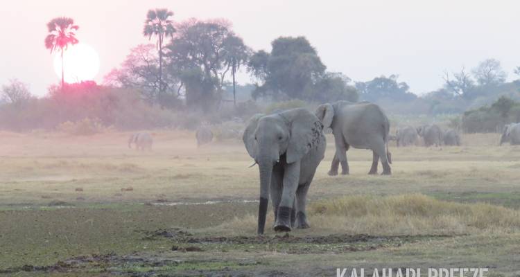 8 Day Wilderness Trail: Okavango & Moremi . WildCamping Safari , all-inclusive - Kalahari Breeze Safaris 4
