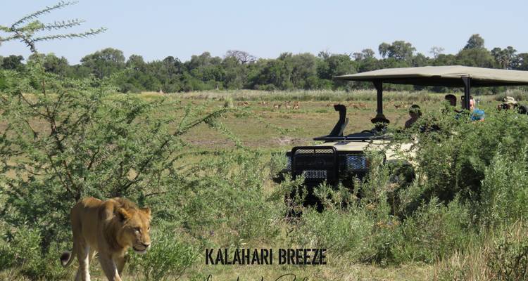 8 Day Wilderness Trail: Okavango & Moremi . WildCamping Safari , all-inclusive - Kalahari Breeze Safaris 6