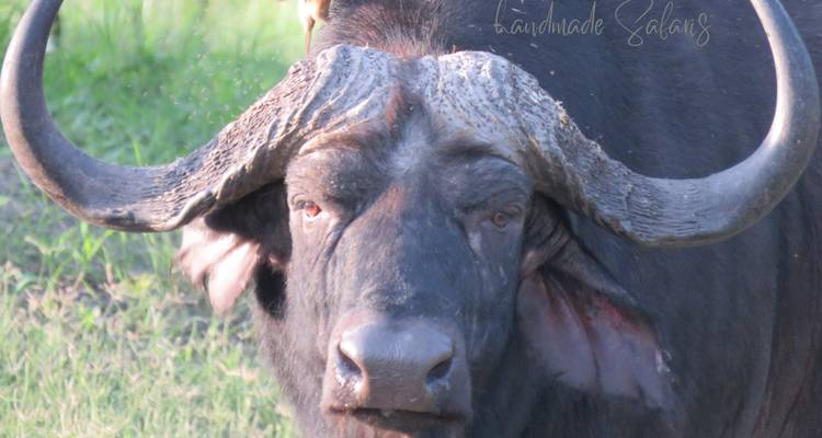 8 Day Wilderness Trail: Okavango & Moremi . WildCamping Safari , all-inclusive - Kalahari Breeze Safaris 7