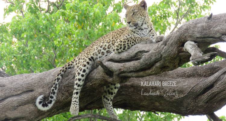 8 Day Wilderness Trail: Okavango & Moremi . WildCamping Safari , all-inclusive - Kalahari Breeze Safaris 8