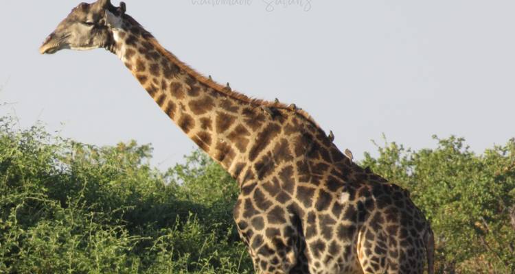 8 Day Wilderness Trail: Okavango & Moremi . WildCamping Safari , all-inclusive - Kalahari Breeze Safaris 9
