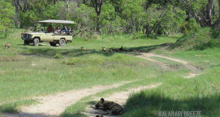 8 Day Wilderness Trail: Okavango & Moremi . WildCamping Safari , all-inclusive - Kalahari Breeze Safaris 10