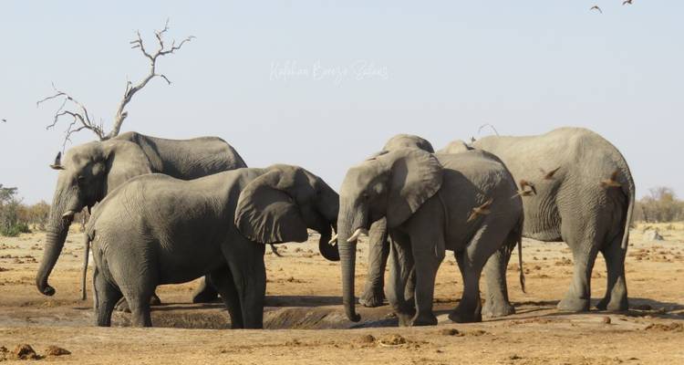 8 Day Highlights Of Botswana & Victoria Falls - Kalahari Breeze Safaris 1