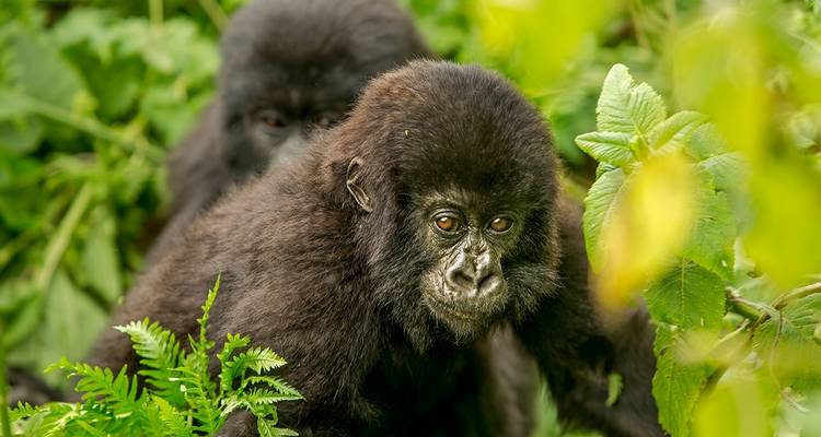 Trekking au Rwanda avec les gorilles - 4 jours - Ubuntu Voyages 1