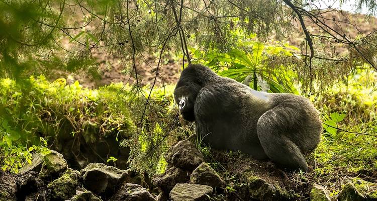 Trekking au Rwanda avec les gorilles - 4 jours - Ubuntu Voyages 3
