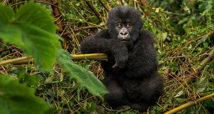 Trekking au Rwanda avec les gorilles - 4 jours - Ubuntu Voyages 4