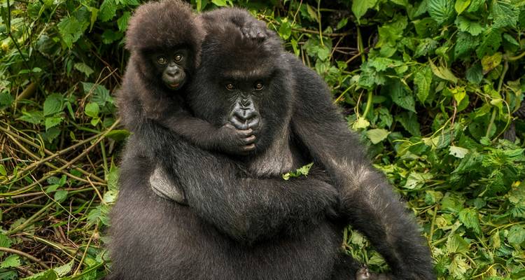 Trekking au Rwanda avec les gorilles - 4 jours - Ubuntu Voyages 6