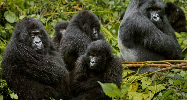 Trekking au Rwanda avec les gorilles - 4 jours - Ubuntu Voyages 7