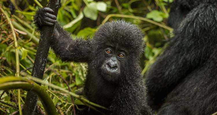 Trekking au Rwanda avec les gorilles - 4 jours - Ubuntu Voyages 8